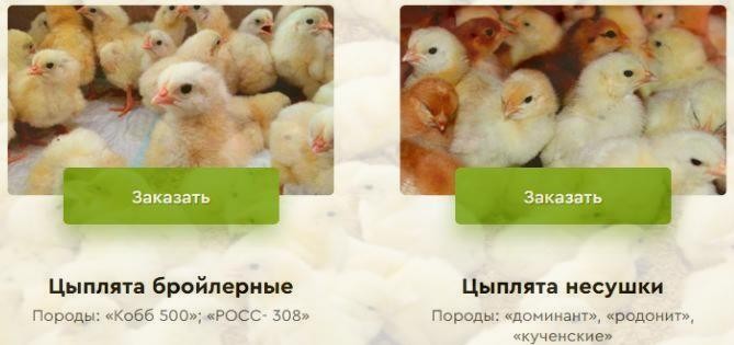 цыплята оренбург rossinka56.ru
