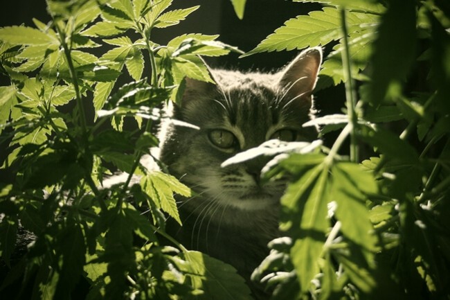 марихуана для кошки
