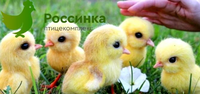цыплята оренбург rossinka56.ru