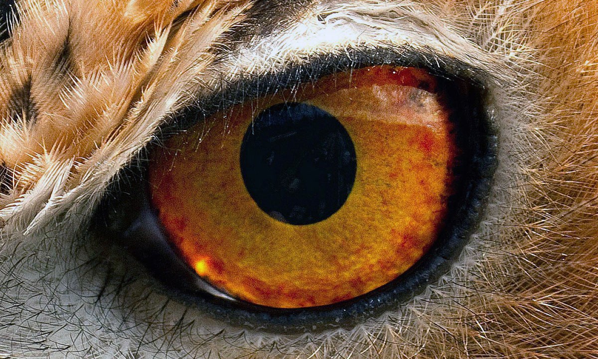 Глаз Птицы Фото